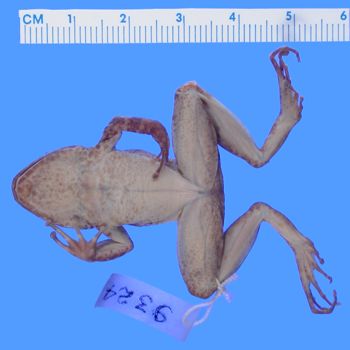 Media type: image; Herpetology A-9324